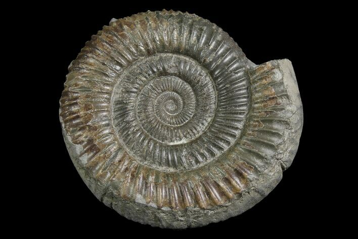 Ammonite (Dactylioceras) Fossil - England #174279